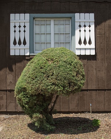 Sculpted Bush, Boise, Idaho