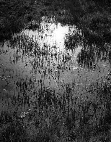 Wetlands, Santa Lucia Mountains, California