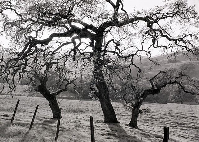 Winter Oaks, California