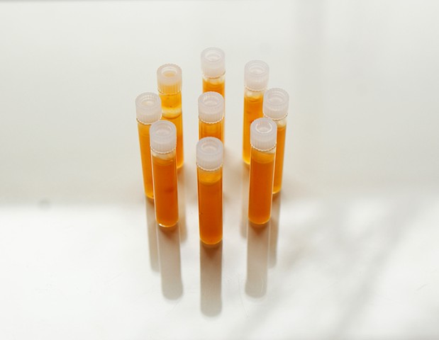 T.U.R.F: Honeysuckle (Lonicera maackii) Pigment