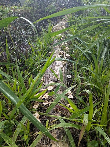 Mycelium Friends