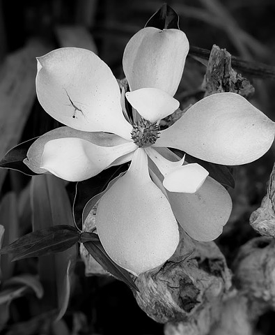 My first magnolia