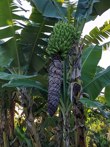 Bananas