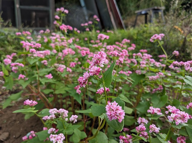 Buckwheat