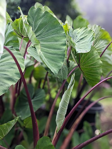 Kalo