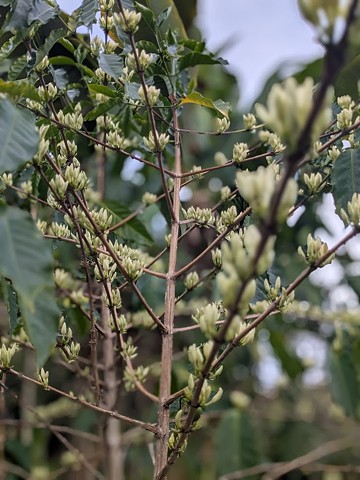 Coffee Blossoms