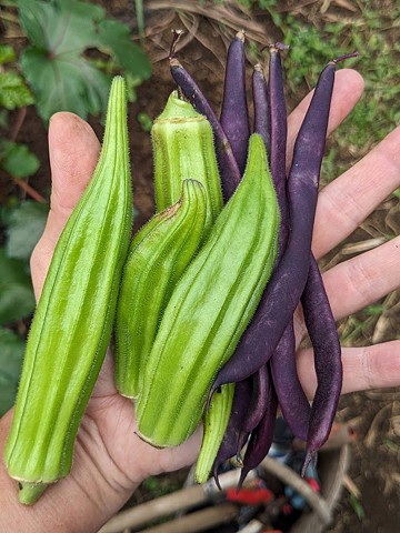 Okra and Beans