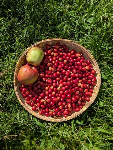Cherry!