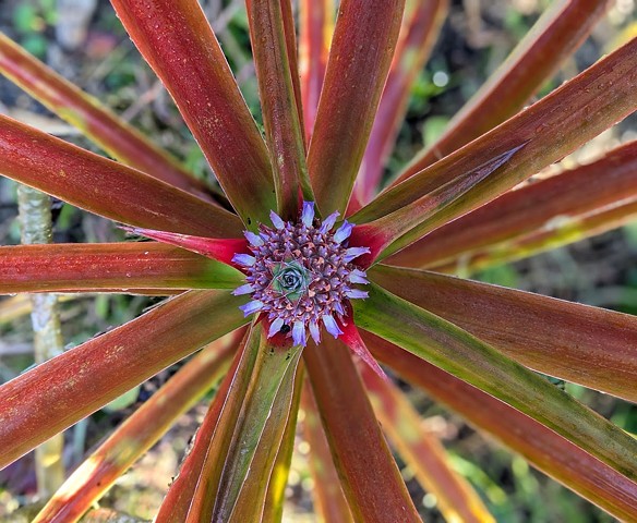Baby Pineapple
