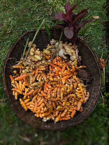 Olena Harvest