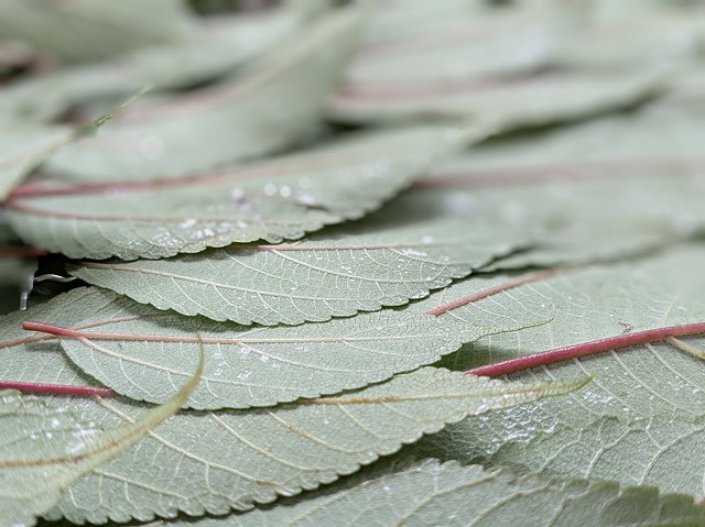 Mamaki leaves