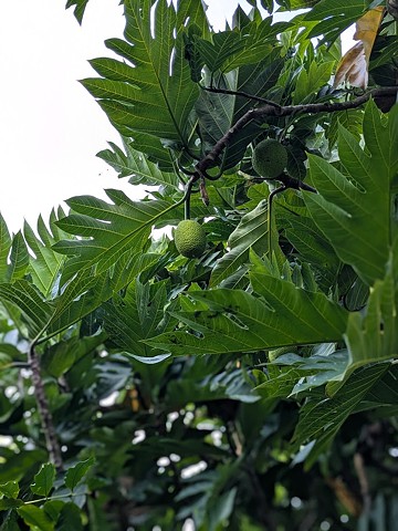 Ulu