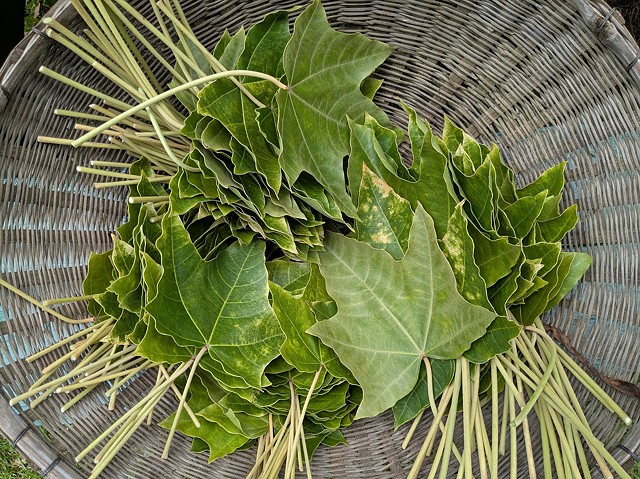 Kukui Leaves for Lei