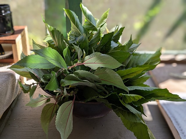 Harvesting Mamaki