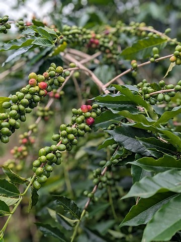 Coffee Cherries