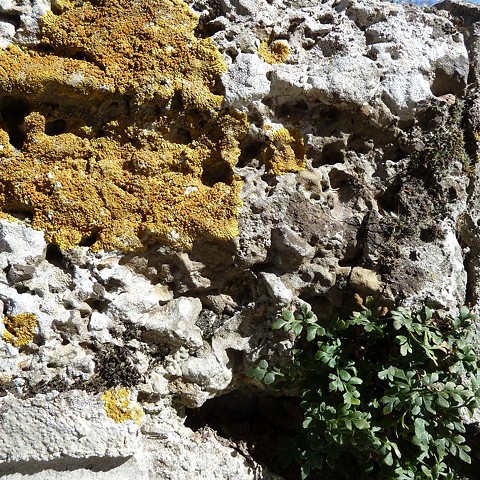 Moss on Stone Wall - Venice