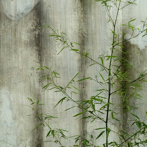 Concrete Wall with Bush