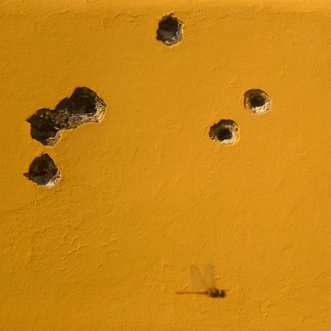 Wall with Bullet Holes and Dragonfly