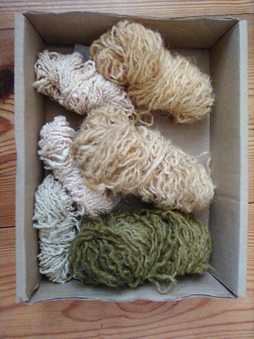 cotton and wool dyed with Phaeolus schweinitzii, commonly known as velvet-top fungus, dyer's polypore