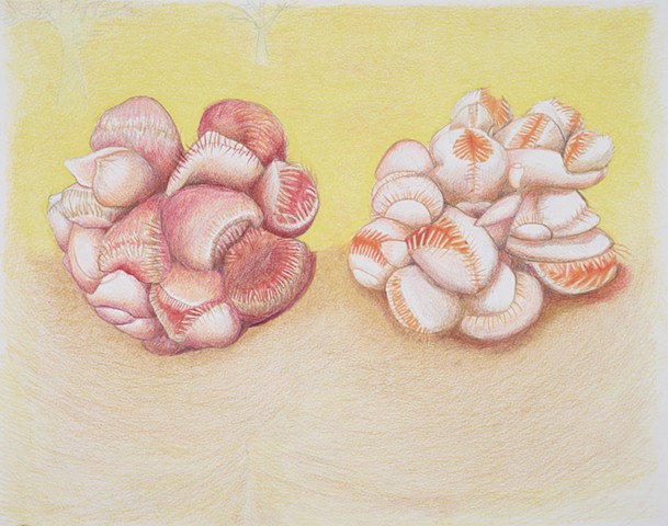 Colored pencil drawings