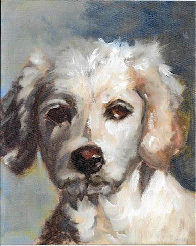 Oil painting of Golden Mis Breed