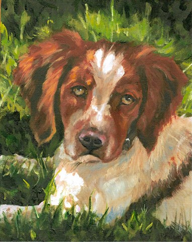 Oil painting on Belgian Linen of Springer Spanial by Karla jo Renee