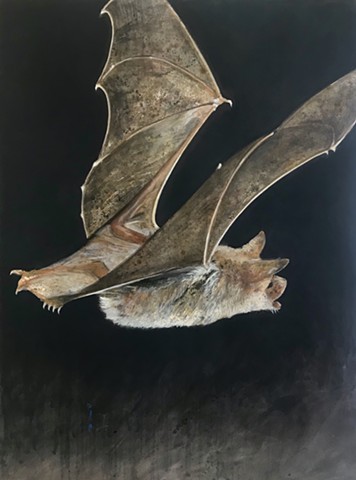 Bat