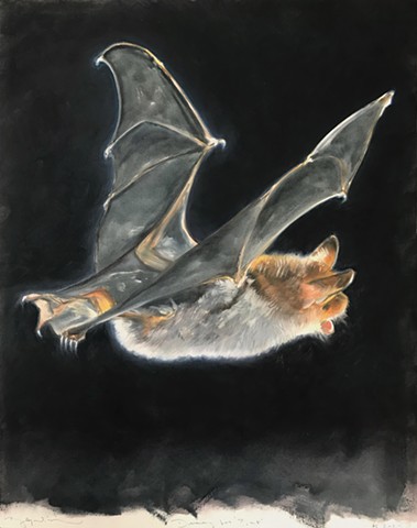 Drawing for Bat (small)