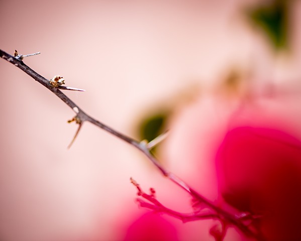 Pinked