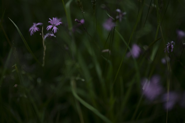 La Comelle