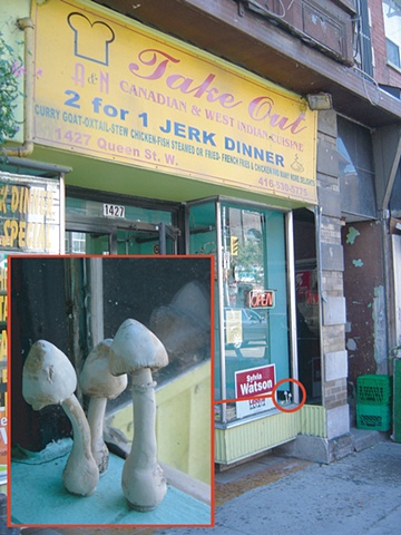 'Mushrooms of Parkdale--A & N Takeout'