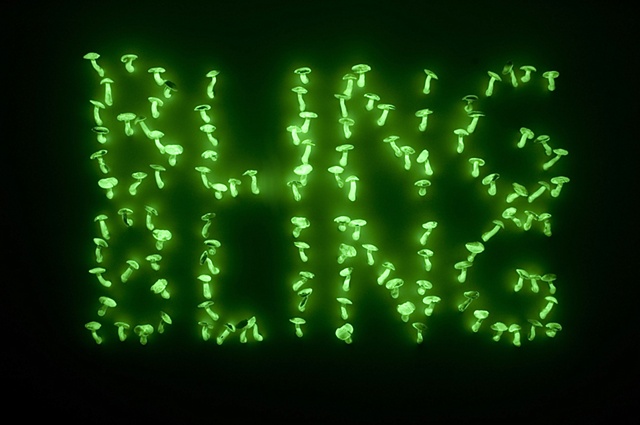 Proposal to Revive Dead or Outmoded Slang Through the Use of Bioluminescent Mushrooms (lights off)