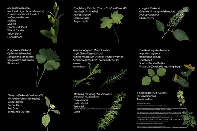 River Constructs: Plants Along the Mississippi, Back Cover