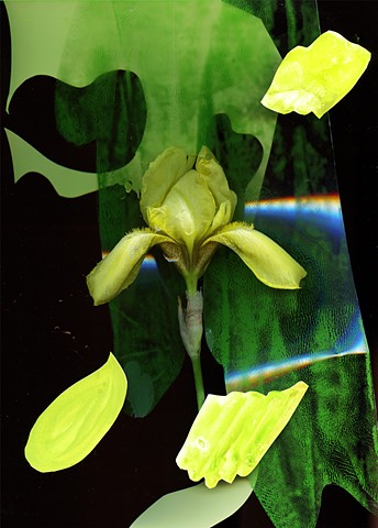 Yellow Iris