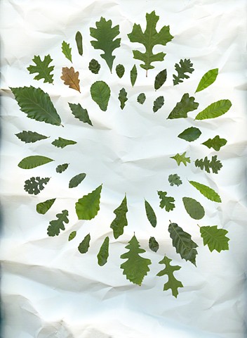 For this image, a leaf from each of the Oaks (Quercus) in the College of Biological Sciences Collection was scanned individually and digitally collaged into a single image. The leaves are roughly life-sized, ranging for 2 to 12 inches in scale. 