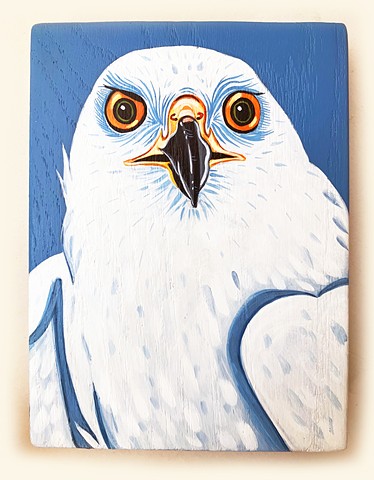 White Morph - Goshawk