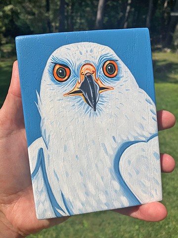 White Morph - Goshawk