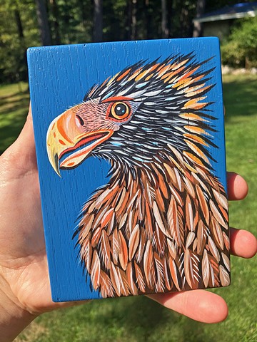 Tasmanian Wedge Tailed Eagle
