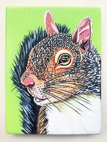Grey Squirrel