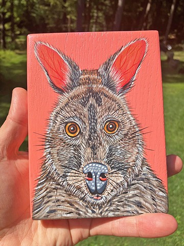Pademelon