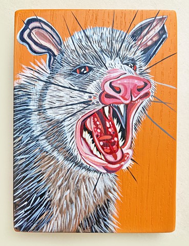American Possum