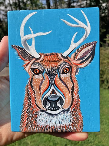 White Tailed Deer - Buck
