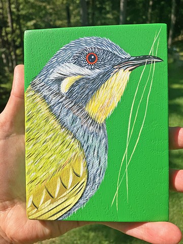 Yellow Throated Honey-Eater