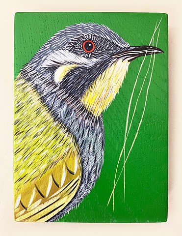Yellow Throated Honey-Eater
