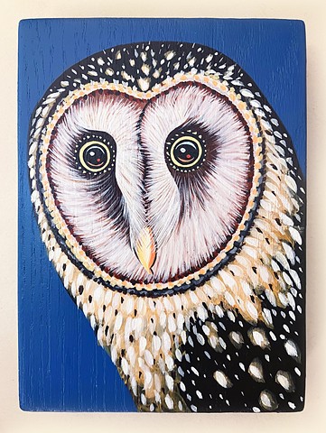 Tasmanian Masked Owl