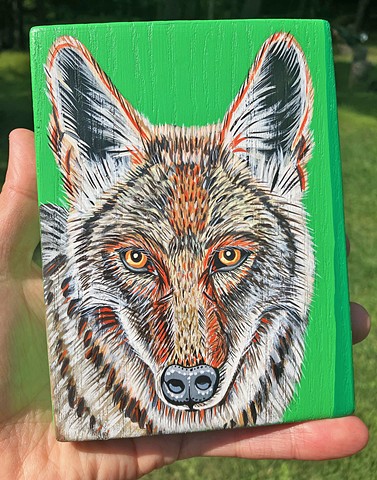 Coyote