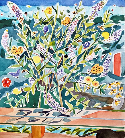 Butterfly Bush In August