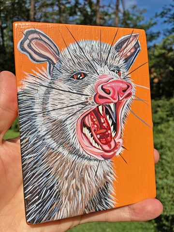 American Possum