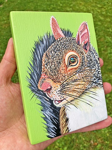 Grey Squirrel