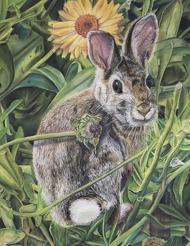 Cottontail with Pot-Marigolds